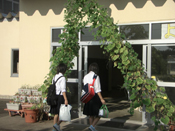 夏場の照り返しによる暑さを防ぐグリーンカーテン