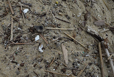 木や貝殻などに、プラスチックの破片が混じっています