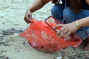 砂をふるうとマイクロプラスチックが網の中に残ります